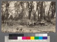 Missouri River Valley, near Lismas, Montana. Showing cottonwood timber (Populus monolifera) and service berry browse. T.25 N. R.41, E.P.M. Sec. 21. Glasgow, Montana