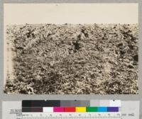 Tehachapi Flood Area. September 30, 1932. Detail view of grass and litter on upper side of blue oak tree shown in 313058 and 313060 showing how gullies fanned out on grass and litter and were effectively checked. October 1932