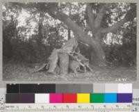 Cork oak #3. McGill Ranch, was 28" diameter near ground outside the bark and 25.2" inside the bark. The brances after stripping were 17.3" and 14.8" in diameter. Cork yield in pile was 151.5 lbs. 1940. Near Oakville, Napa Couny, California. Metcalf