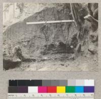 Earth heaved up with stump when 12-foot tree fell in Richardson Grove March 13, 1933. A, B, and C are old ground surface levels. For close-ups see #5575 and #5576. April 12, 1933. E.F