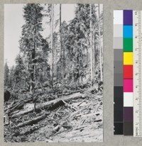 Redwood Region. Residuals among heavy slash. 9-14-51. E.F