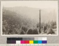 159256 Forest Service. Redwood cutover land with eucalyptus plantations of about 1911. Albion Lumber Company about [sic] Comptche, Mendocino County