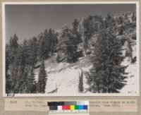 Mt. Hemlock, western white pine, and lodgepole pine stands on south side of Mt. Lassen at about 7500 feet elevation. Grah 6/49