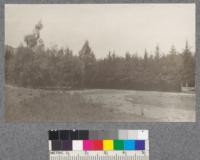 Siesta Valley, Berkeley Hills, Sept 1920. At left crowded grove of E. viminalis growing in place, from seed flask left in old nursery. At right grove of cupressus sempervirens from old transplant bed spacing 1 1/2 x 4