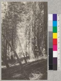 White Fir. Cascade Creek #1. Site 60' at 50 years. Volume 21,500 board measure per acre. Age 26 years. Schumacher, 1925