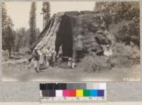 One of the large sequoia stumps at Big Stump meadow near Whitaker's Forest. 1929