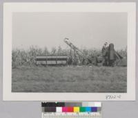 A corn harvester in operation near Highway 34 west of Lincoln, Nebraska. Metcalf. Sept. 1953