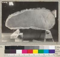 Redwood [illegible] flatiron type of cross section. #168 [illegible] from right-of-way cutting for highway. Location south of Myers, Humboldt County. Cut in 1937. See file record regarding ring count and dimensions. 650 rings on the long and 376 on the short radius. 8-40, E.F