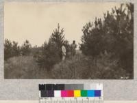 Scotch Pine in Halsey Plantation, planted 1910 or 1911. Note injury to tops by tip moth. Mr. Turner and Lott. Halsey, Nebraska National Forest