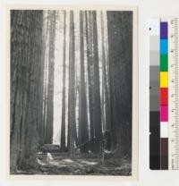 Redwood second growth. "Wonder" plot, Big River, Mendocino County, California. Tree in distance and in front of old log is #6 of sample plot, 85 years old. Long clear length, but picture spoiled by light spots along trunk. 8-31-43, E.F