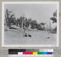 Open stand of Bristlecone pines--Pinus aristate. White Mountains, Inyo National Forest. About 11,500 feet elevation. Young tree is probably 20 years old. Dolomite limestone rock. August 17, 1954