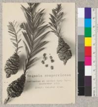 Sequoia sempervirens. Collected at Golden Gate Park, September 1922. SCALE- Natural size