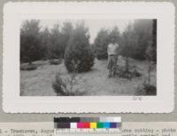 Treehaven, August 2, 1950. 1945 Christmas tree cutting - photo August 1950. Some of these trees cut in twig beetle control and pruned by N. Thomas. The symmetrical tree is a multiple turn-up not salable unless cut at ground. Metcalf