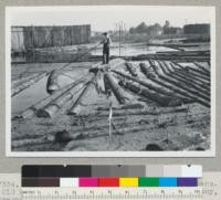 Douglas fir region. Mahoney and Chambers. (Old Cameron Mill). 11th & Jackson St., Albany, Oregon. Showing type of second growth logs. See also 7333-6. Sept. 10, 1945. E. F