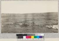 A lone tree here and there is all that remains of the stands of mighty forest giants. This land absolutely non-agricultural Michigan sand plains. 1924