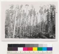 Redwood Region. Experimental cutting area on Pacific Lumber Company. Yager Creek operation. Marked for cutting by Lloyd Wambold, 1950. Logged in 1952. A good "leave". Some windfall. Slash unburned. 9/10/52 E.F