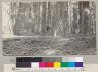 White Fir. Butte Creek Plot #15. Site 60' at 50 years. Volume 114,400 B.M. [board measure] per acre. Age 148 years. Schumacher, 1925
