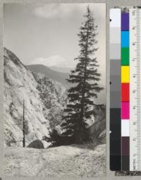 Trees of Brewer Spruce (Picea breweriana) - Weeping Spruce on Castle Crags near Castella, Shasta County, California. Reported from this place and pictures taken by Phil Haddock. Callifornia Forest Experiment Station. 1937