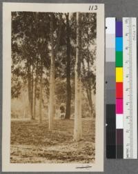 Eucalyptus maculata (spotted gum) row in Plot C. Santa Monica Forestry Station. 16 years old. End tree sprouts 10 years old. Background E. sideroxylon