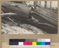 Redwood Utilization Study. Redwood breakage study, 1928. Tree #464. Second break over hump. E. F. June, 1928