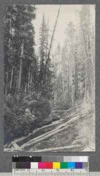 Looking south up Honeysuckle Creek on line 12 west of American Creek. Beetle killed Lodgepole Pine at right, dead Alpine Fir leans across creak. Spruce at left