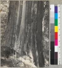 Redwood struck by lightning. Armstrong Woods near Guerneville, California. The two "white" lines are sapwood, the dark line between them is heartwood. Scar reached from top to base. Tree is 82" diameter at breast height. Scar is from 12" to 24" wide and over 2" deep at center. Pieces of wood and bark thrown 200 feet away. See also #6502. 6-3-38. E.F