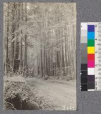 Secondgrowth Redwood Yield Study. Navarro - plot #2. A 50 year stand of pure redwood - 107 M.B.M. per acre. D. Bruce - Oct. 1922