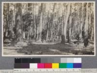 View of large Monterey Pines in the Del Monte Forest. Cordwood resulting from cutting of overmature and other undesirable trees