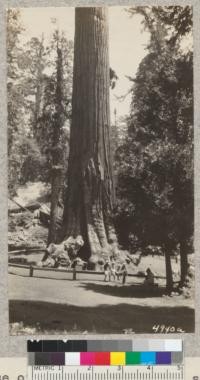 Base of the "General Grant" sequoia. 1929