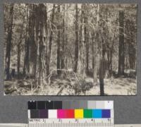 View of permanent sample plot #1. Taken from SW corner. Califorest Camp. 1920