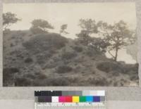 Torrey Pines (P. Torreyana) along the highway through Torrey Pines Park, San Diego. W. Metcalf - June 1931