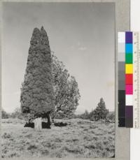 A remarkable specimen of Juniperus occidentalis growing with normal western Juniper trees on the plains in Modoc County. It is locally known as "The Pretty Juniper." Farm Advison Hays is bringing cuttings of it for propagation in greenhouse. Photo enlarged from color positive by Forest Supervisor Russel Beeson. Fall 1939. Tree named the George Lyons Juniper