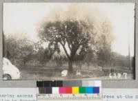 Gathering acorns from one of the cork oak trees at the Shinn ranch near Niles in November 1941. There was a very large crop on this tree which had been stripped of cork in the fall of 1940. Metcalf. 1941