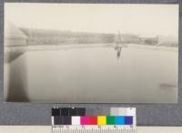 Corner of concrete reservoir at State Forest Nursery, Davis, California with William Aldinger, Foreman. Stock in the background is mostly black locust, 2 years old