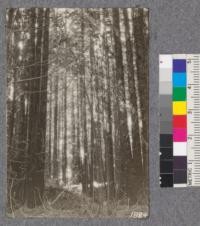 Secondgrowth Redwood Yield Study. N. fork of Gualala River - plot #11. A 40 year old stand of redwood - 79 thousand board feet per acre. Oct. 1922