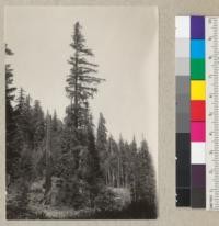 Tree #1542 along Dolbeer & Carson Lumber Company new logging railwood up north fork of Elk River. Lone tall tree is from the original forest in a poorly drained meadow. Badly fire-scarred in 1884. In background heavy stand of second growth 50 years old. June 9, 1934. E. F