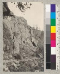 Rocks and digger pines in the Pinnacles National Monument, San Benito County