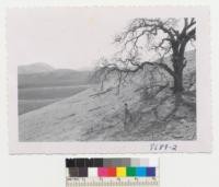 The Tehachapi Oak still stands on its island of uneroded soil and is alive but sheep grazing and the storm of 1945 have exposed some of its roots. June 1953. Metcalf