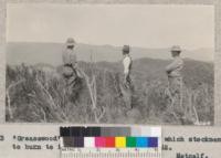 "Greasewood" hills, west of Red Bluff, which stockmen wish to burn to improve grazing. June 1932. Metcalf