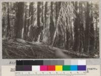 White Fir. Butte Creek Plot #9. Site 70' at 50 years. Volume 130,500 B.M. [board measure] per acre. Age 115 years. Schumacher, 1925