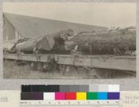 Second Growth Redwood Cutting Experiment, Project #688, Freshwater Creek, Humboldt County, California. Logs loaded on cars by "parbuckling". At Eddyville. #1 is a Sitka Spruce, #7 and #10 are redwoods. E. Fritz, June 1923