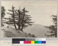 Big Cone Spurce (Pseudotsuga macrocarna) on slopes of Mt. Wilson, Los Angeles County. 1925