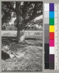 A large cork oak in grove of trees planted about 1878 at Napa Game Farm near Yountville. Diameter at breast height 40 inches. It had been stripped about 25 years abo but stripped easily and yielded 147 lbs. of cork. Another tree 32.2 inches diameter at breast height was very hard to strip. 1940. Metcalf