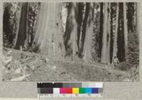 A few of the great trunks at the edge of Redwood Bowl, Tulare County, California. Metcalf. July, 1928