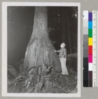 Print of Sitka spruce growing on redwood stump in Arcata Park, Humboldt County. Taken by Walter Fieg, March 1950. Trees about 65 years old