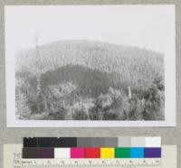 Redwood Region. Yager Creek. Lower half of slope selectively logged with tractors. Slash not burned. Logged 1946. 1-13-55, E.F