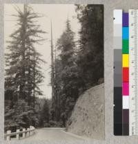 Tall, plump-boled, dead-topped redwood, on west edge of Redwood Highway north of Burlington, near S. edge of Sage Grove. Tree still living. Few branches at mid trunk. A double tree; about 60" diameter at breast height opposite pole #103. E.F. July 14, 1932