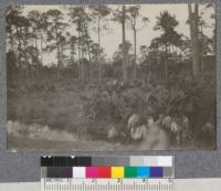 Longleaf pine stand characteristic of Florida Peninsula. D.T. Mason '19