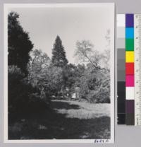 The big ponderosa pine on the Kirkwood place, Saratoga. It was planted in 1857 and is now 45.5" diameter at breast height x 130 ft. tall. April 1952. Metcalf