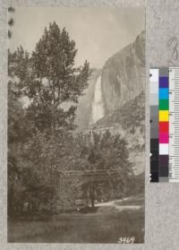 A Western Black Cottonwood (Populus trichocarpa) on the floor of Yosemite Valley near the old museum with Yosemite Falls in the background. The small rounded tree just below the falls is a planted American Elm